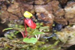 Impatiens jerdoniae